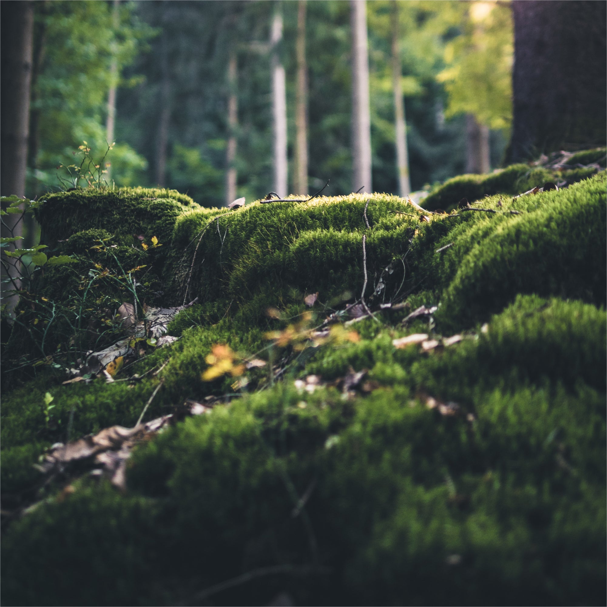 Waldschutz in Deutschland in Kooperation mit Planted